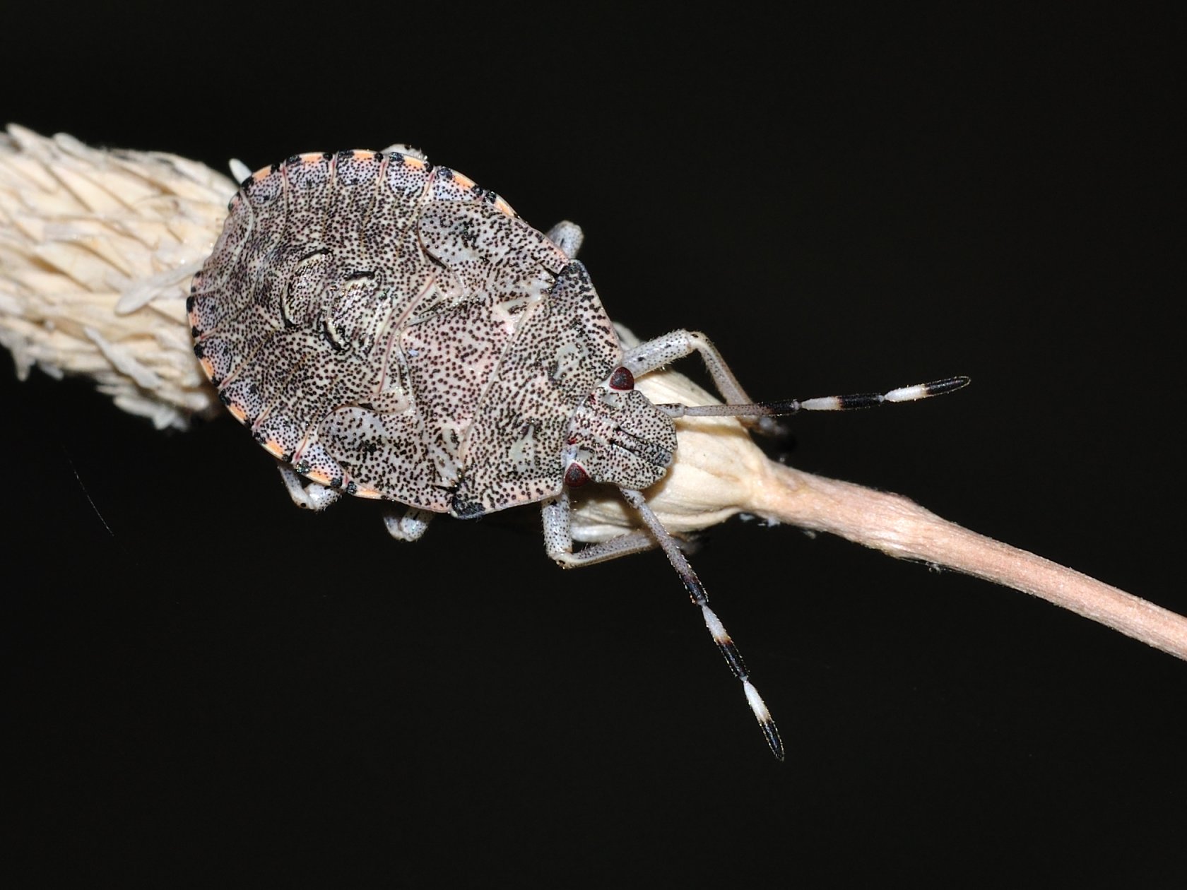 ID Heteroptero n.4 Ninfa?